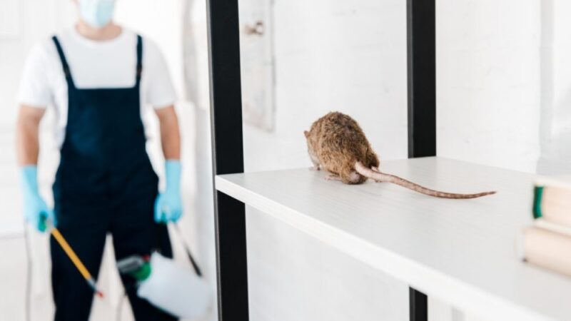 Protect Your Property With Advanced Rat Control Products for Commercial Protection