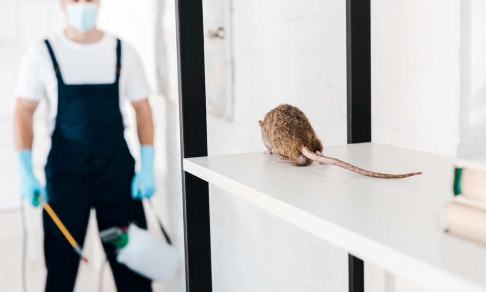 Protect Your Property With Advanced Rat Control Products for Commercial Protection